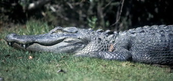 Florida